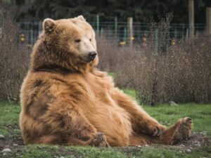 Толстый медведь фото